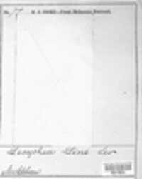 Lecythea lini image